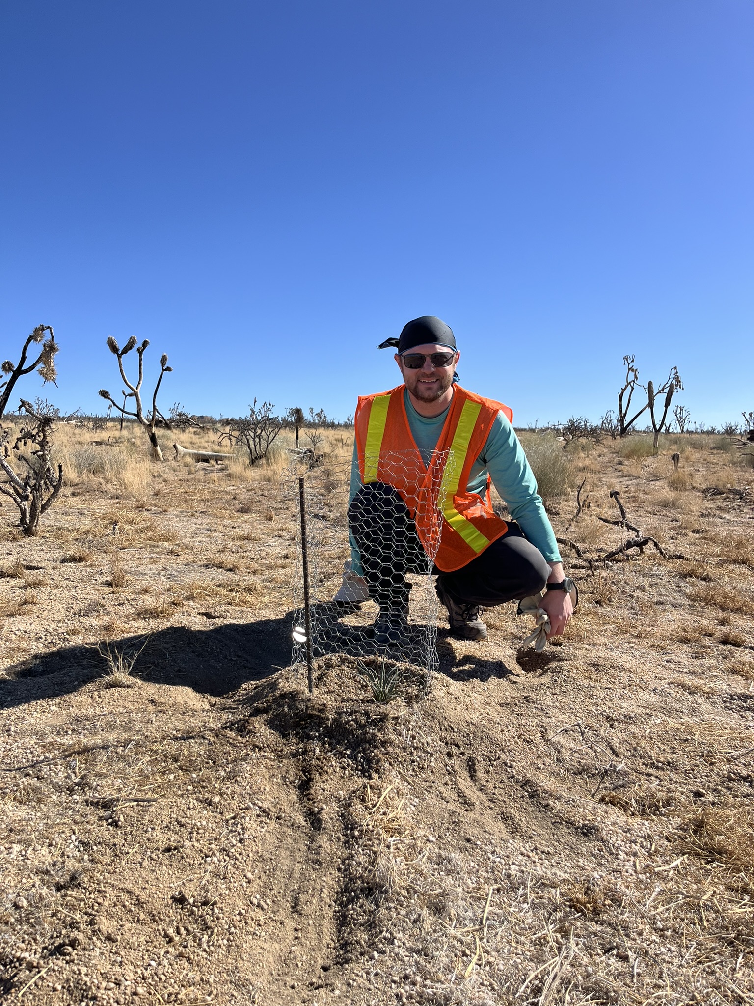Cima Dome Joshua tree reforestation